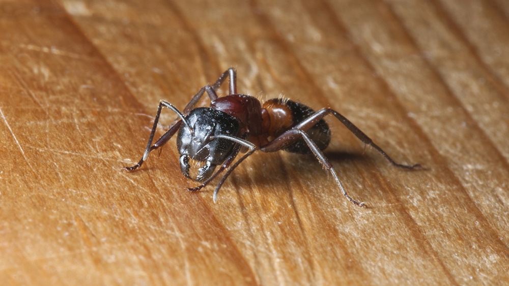Ant Infestation: Conquering the Tiny Invaders