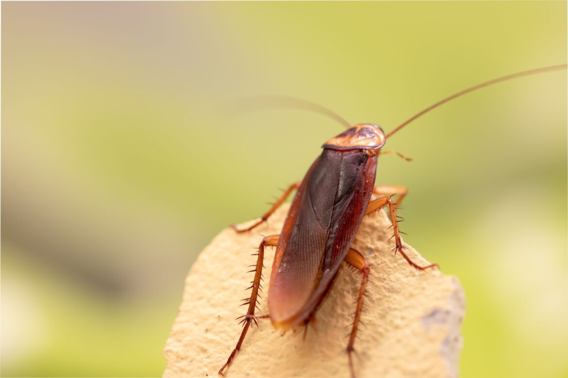 What to Expect from a Cockroach Exterminator Service?