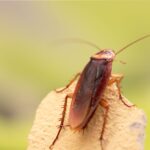 What to Expect from a Cockroach Exterminator Service?