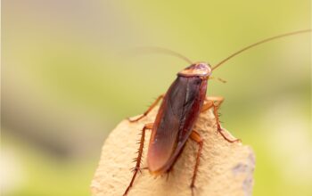 What to Expect from a Cockroach Exterminator Service?