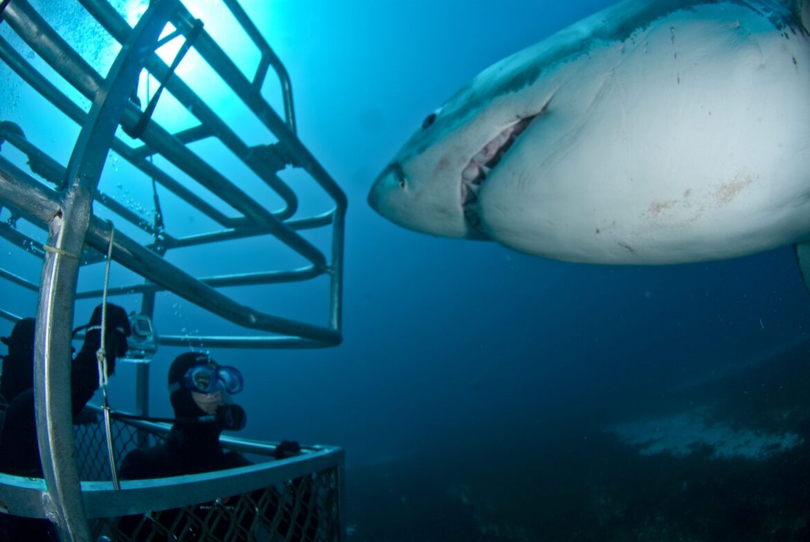 Immerse Yourself in Shark Research and Exploration with Educational Cage Diving