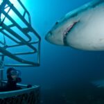 Immerse Yourself in Shark Research and Exploration with Educational Cage Diving