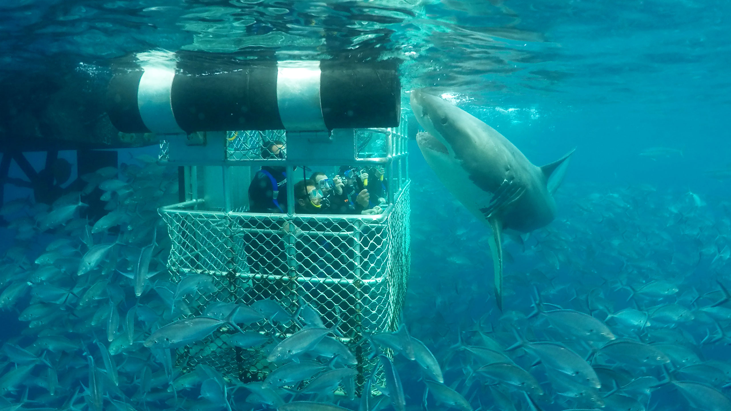 oahu shark cage
