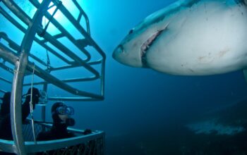 Immerse Yourself in Shark Research and Exploration with Educational Cage Diving