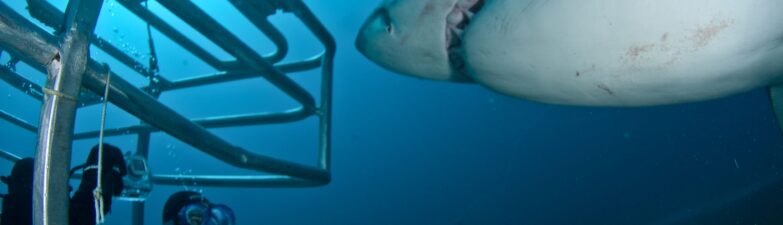 Immerse Yourself in Shark Research and Exploration with Educational Cage Diving