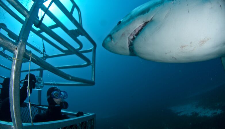 Immerse Yourself in Shark Research and Exploration with Educational Cage Diving